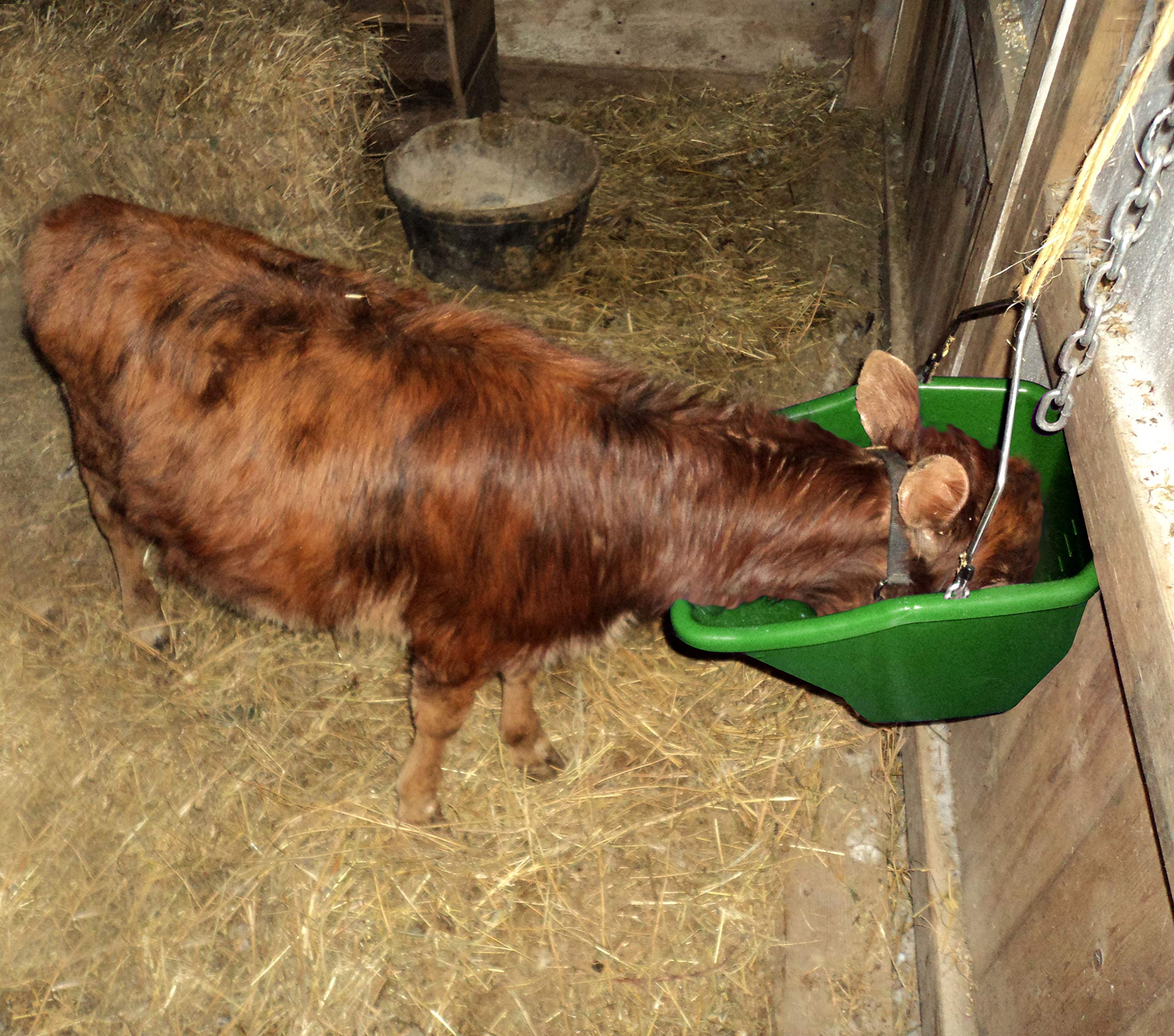 Little Giant Plastic Better Bucket (Green) Ergonomically Designed & Durable Livestock Feed Bucket with Flat Back (20 Quart) (Item No. BB20GREEN)