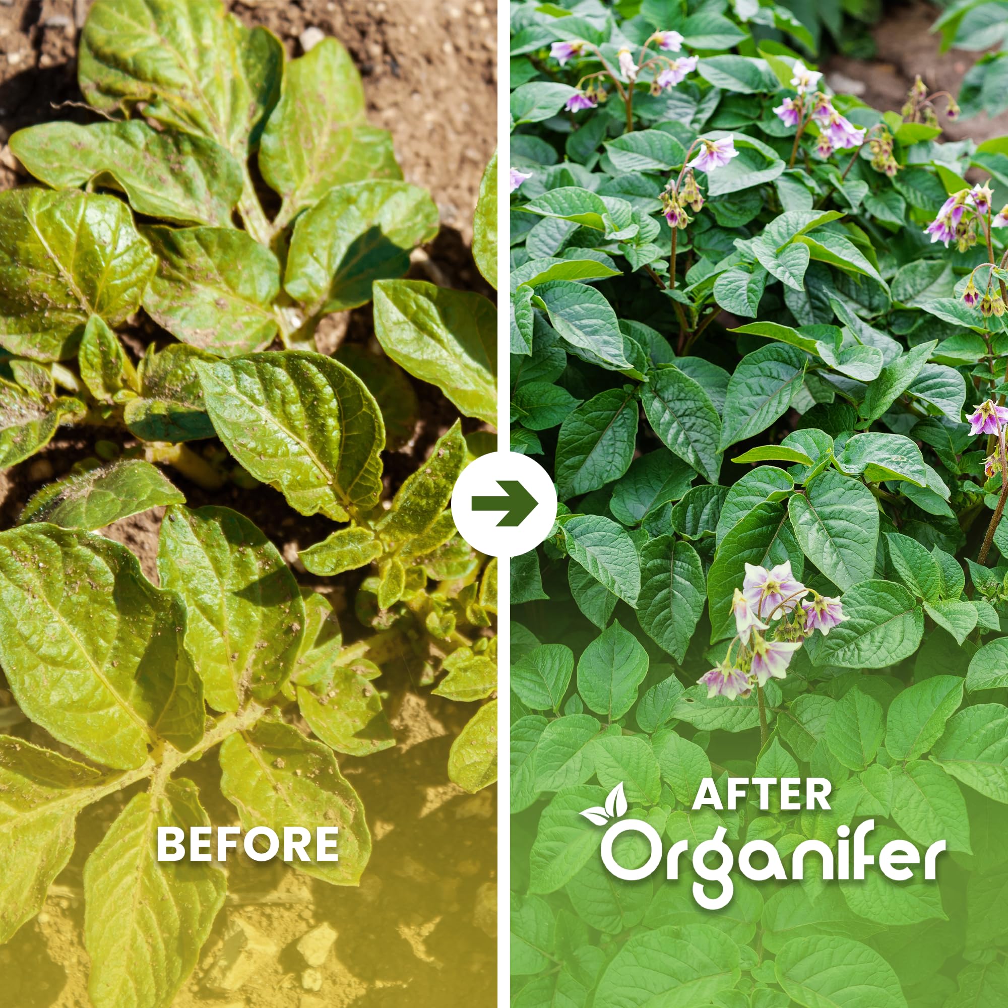 Fertilizante Líquido Para Patata 2L – Abono Orgánico Para Hojas Saludables Y Crecimiento Fuerte – Refuerza Raíces Y Vitalidad – Organifer