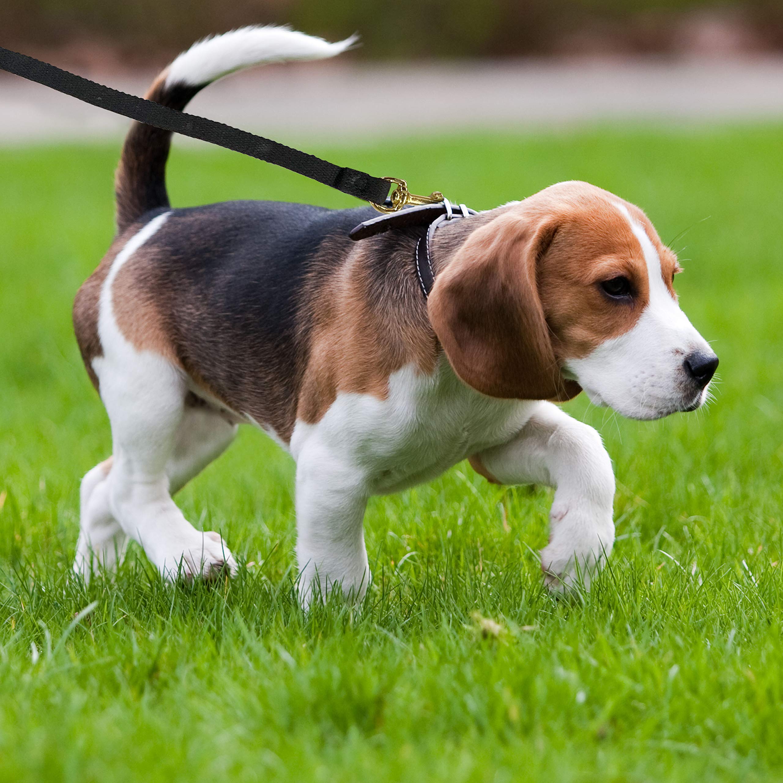 Four Paws Cotton Web Dog Lead Black 10 Feet, 10' - Image 3