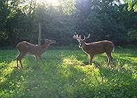 Vista 6 de AX Deer Mineral - Acelerador de cuernos para ciervos