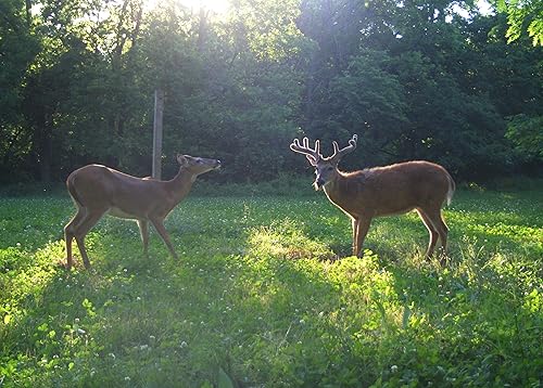Miniatura 7 de AX Deer Mineral - Acelerador de cuernos para ciervos