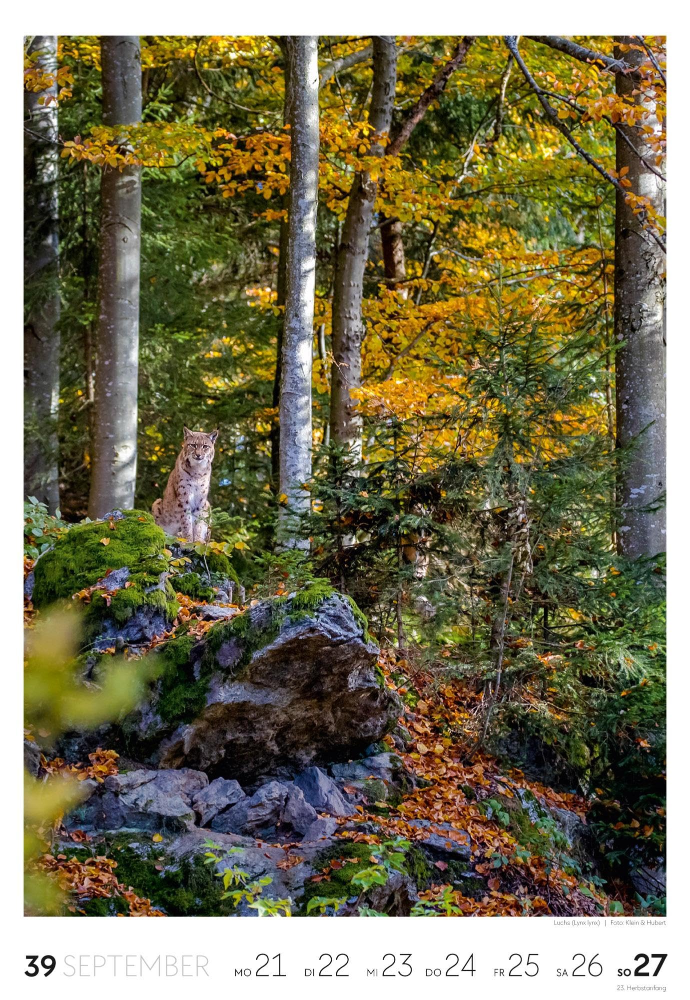 Natur Wochenkalender 2026 | Natur-Kalender mit 53 großformatigen Bildern im Hochformat (29x42 cm) | Heimische Flora und Fauna