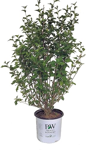 Miniatura 1 de Premier Plant Solutions 12457 Ganadores probados Rose of Sharon (Hibiscus) Gasa de lavanda, 3 galones