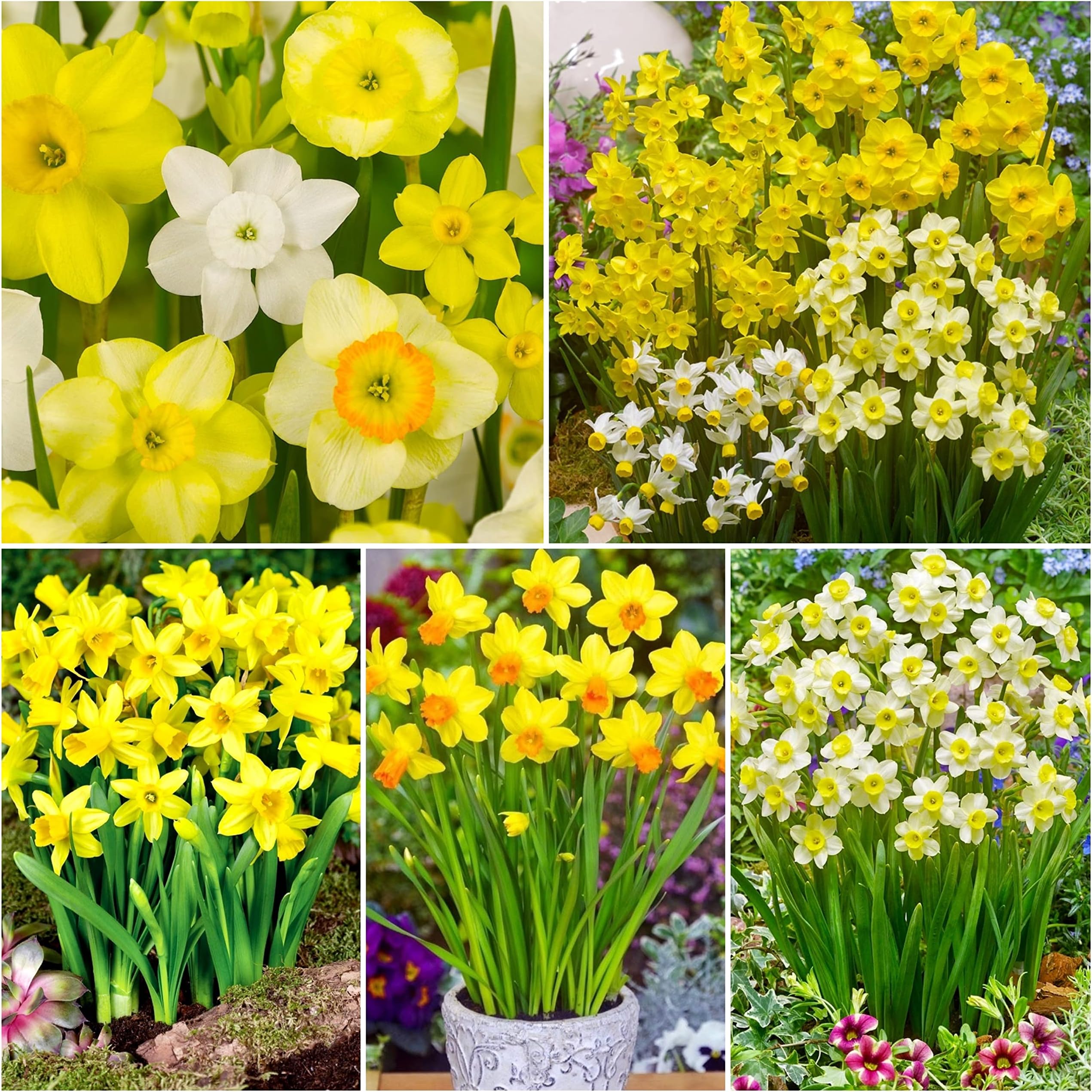 20 x Dwarf Rockery Daffodil Bulbs for Planting Now UK - Miniature Daffodils Narcissus/Narcissi - Includes Tete a Tete - Spring Flowering Bulbs - Ready to Plant - Bulbs Size 8/10 - (Free UK P&P)