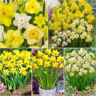 20 x Dwarf Rockery Daffodil Bulbs for Planting Now UK - Miniature Daffodils Narcissus/Narcissi - Includes Tete a Tete - Spring Flowering Bulbs - Ready to Plant - Bulbs Size 8/10 - (Free UK P&P)