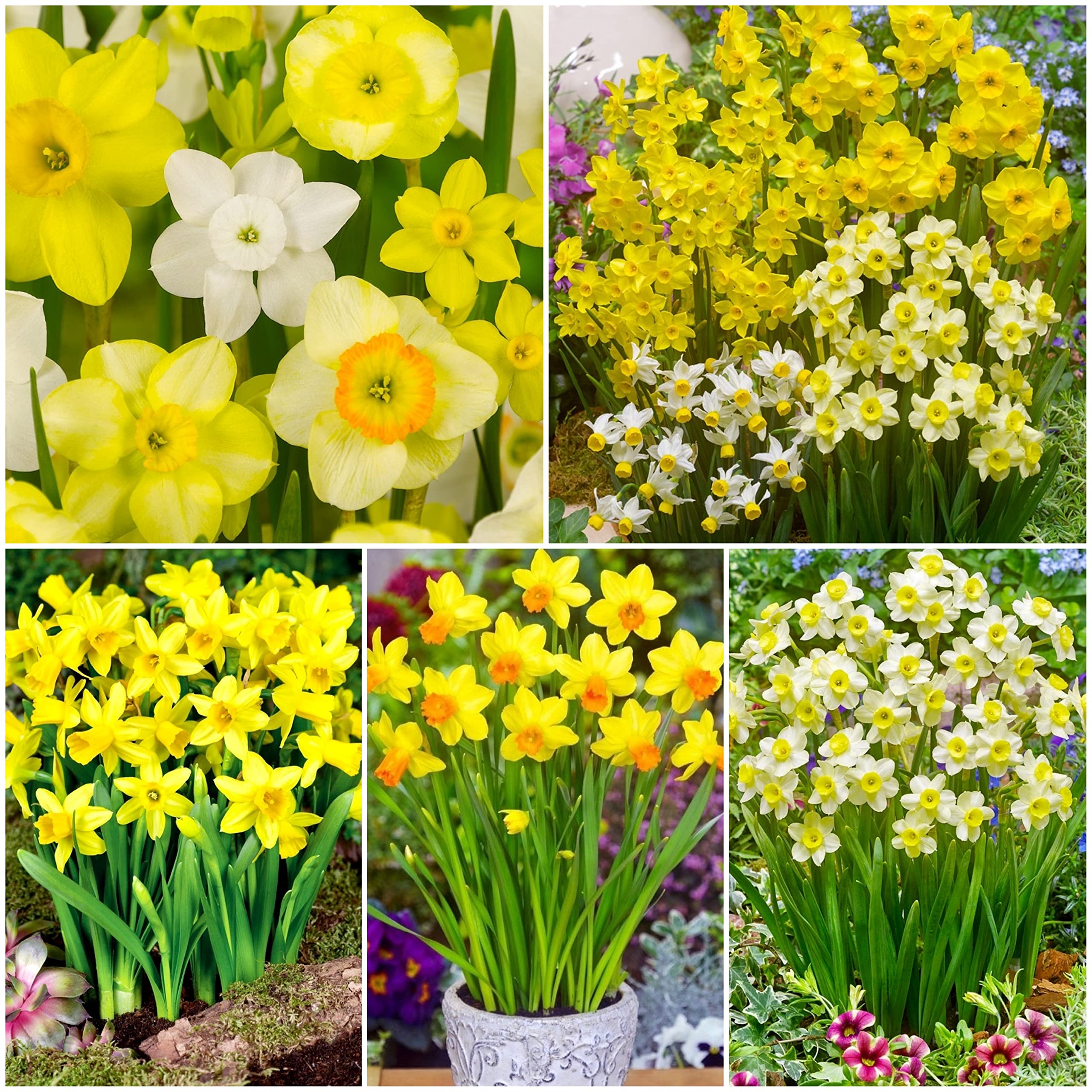 20 x Dwarf Rockery Daffodil Bulbs for Planting Now UK - Miniature Daffodils Narcissus/Narcissi - Includes Tete a Tete - Spring Flowering Bulbs - Ready to Plant - Bulbs Size 8/10 - (Free UK P&P)