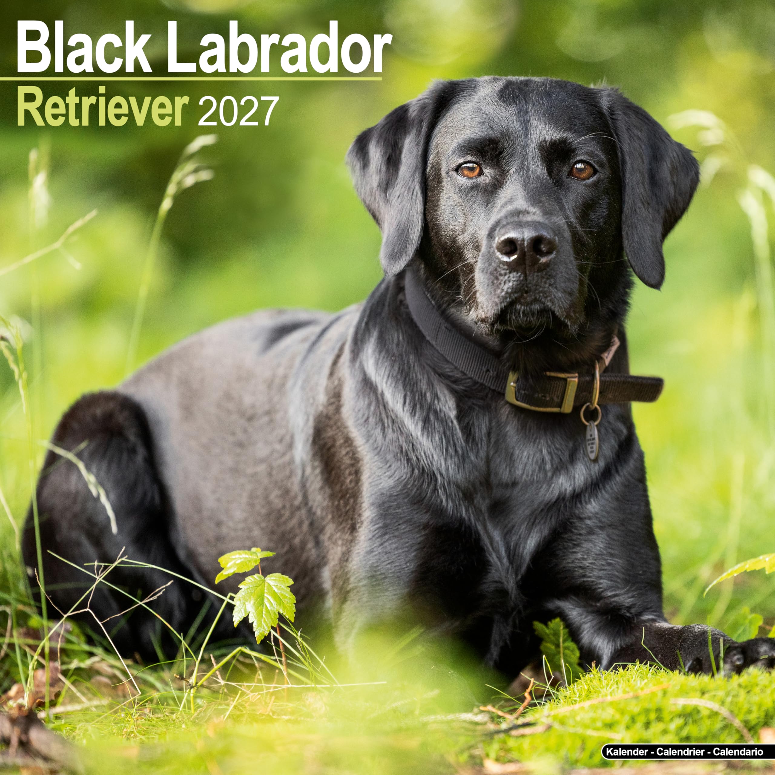 Black Labrador Retriever Calendar 2027