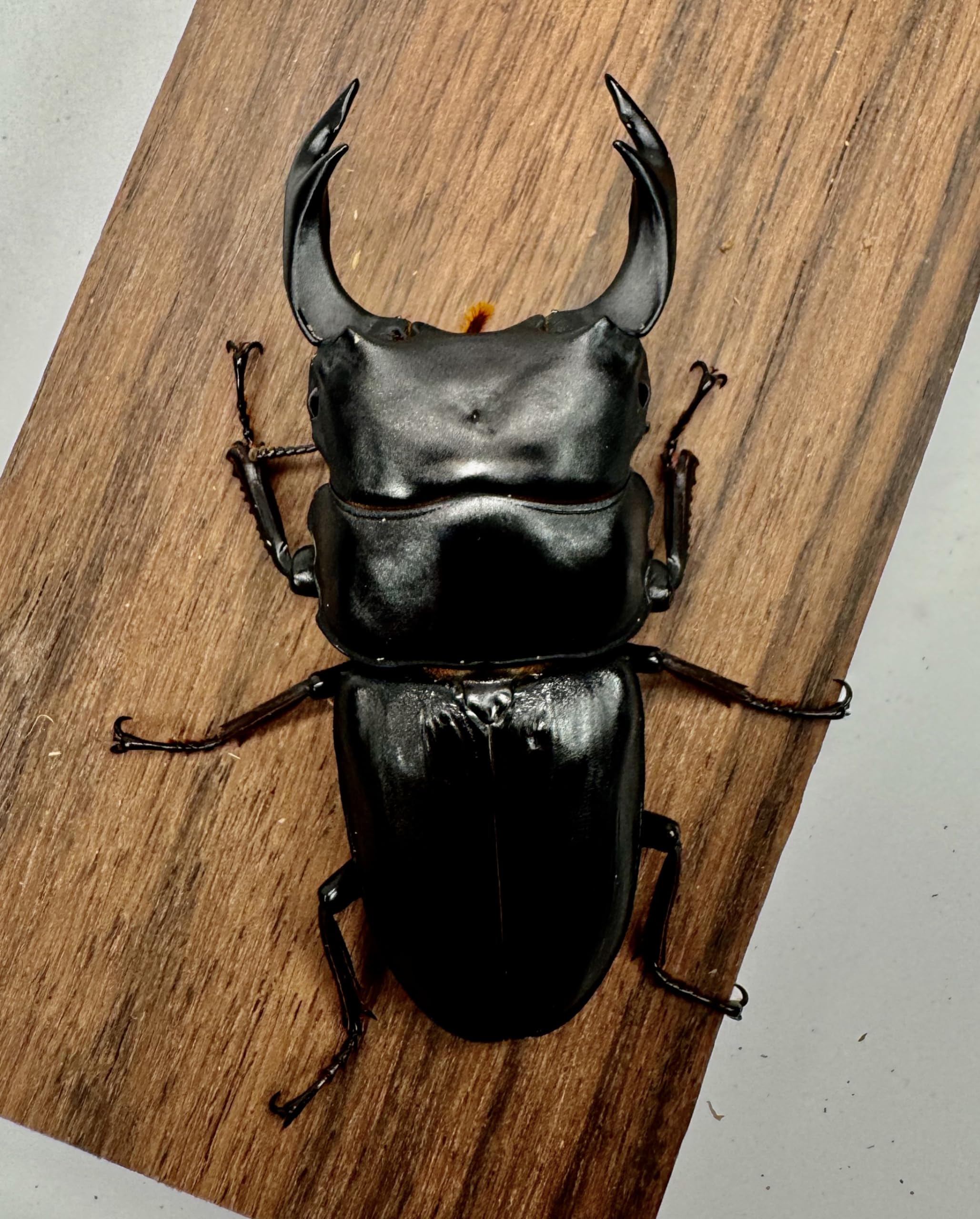 マツノ系統 87ミリ 久留米産オオクワガタ（訳アリ）