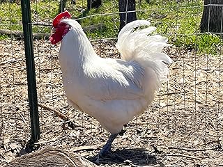 12 American Bresse Meat Chicken Large Hatching Eggs - Very Rare Meat/Layers