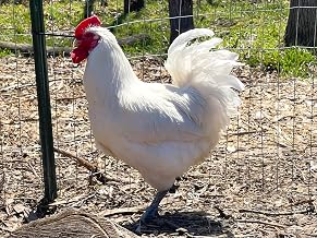 12 American Bresse Meat Chicken Large Hatching Eggs - Very Rare Meat/Layers