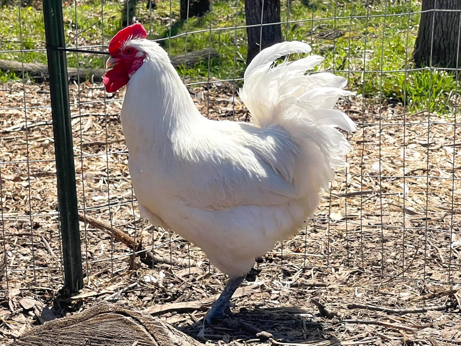 12 American Bresse Meat Chicken Large Hatching Eggs - Very Rare Meat/Layers
