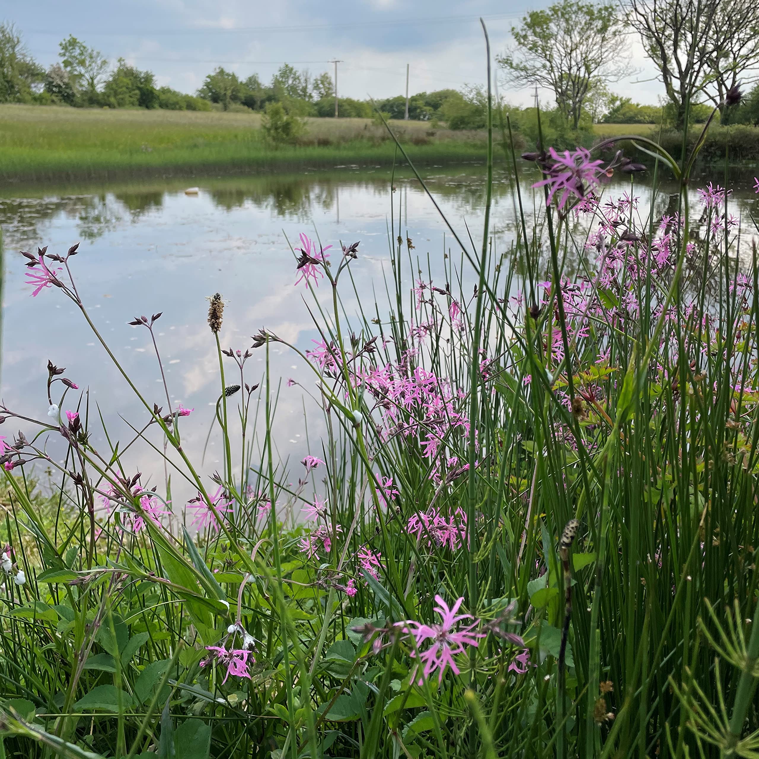 Wetland and Pond Edge Wildflower Seeds LW6P (1kg)