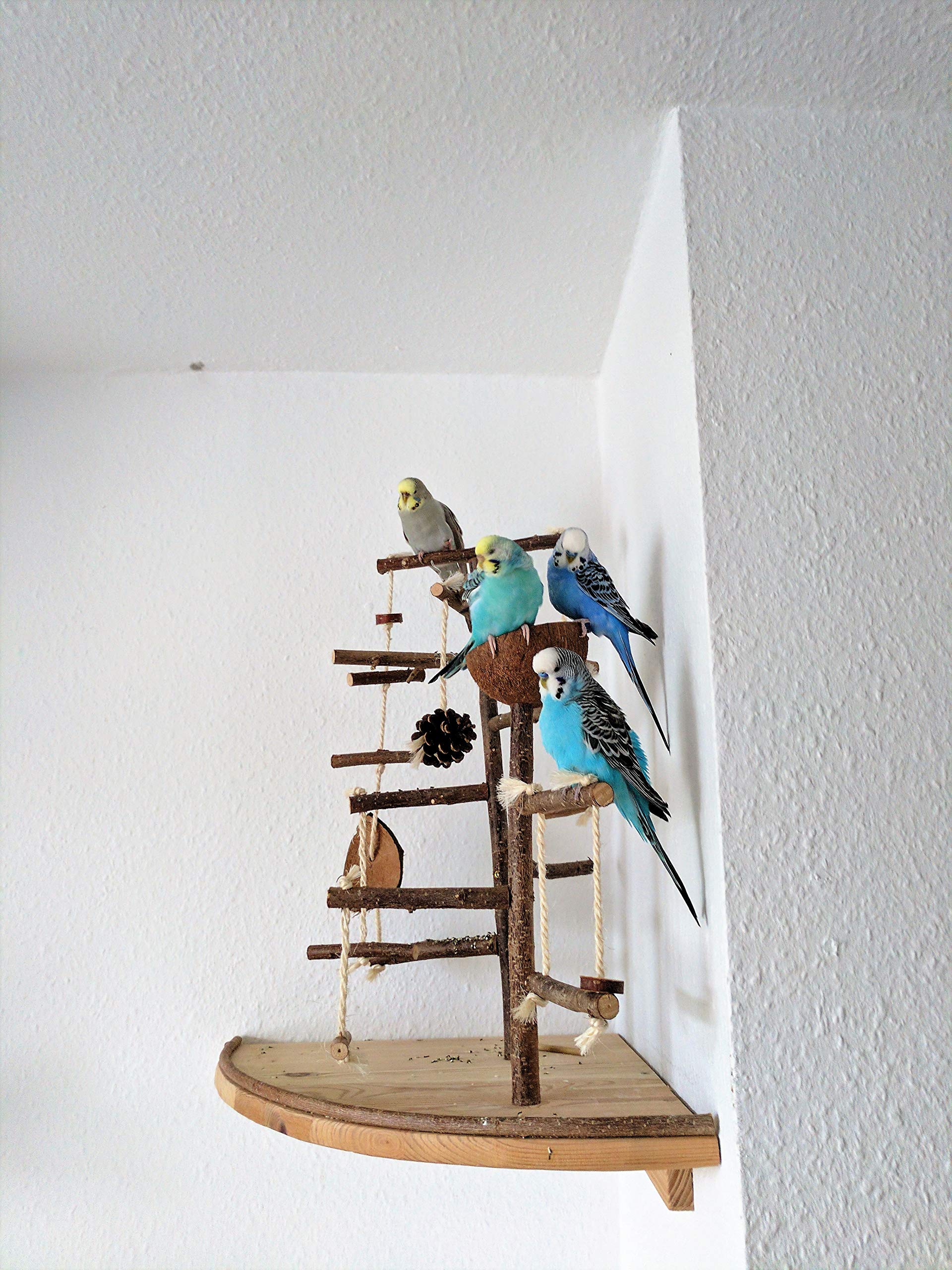 Vogelgaleria® Premium Vogelspielplatz groß für die Wand-Montage | 2 abnehmbare Natur Kletterbäume aus Holz, Kokosnuß Futternapf, Schaukel | Ideales Vogelzubehör für Wellensittiche Nymphensittich