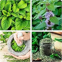 Peppermint Seeds Herbal and Medicinal Plant Seeds Perennial Peppermint Seeds