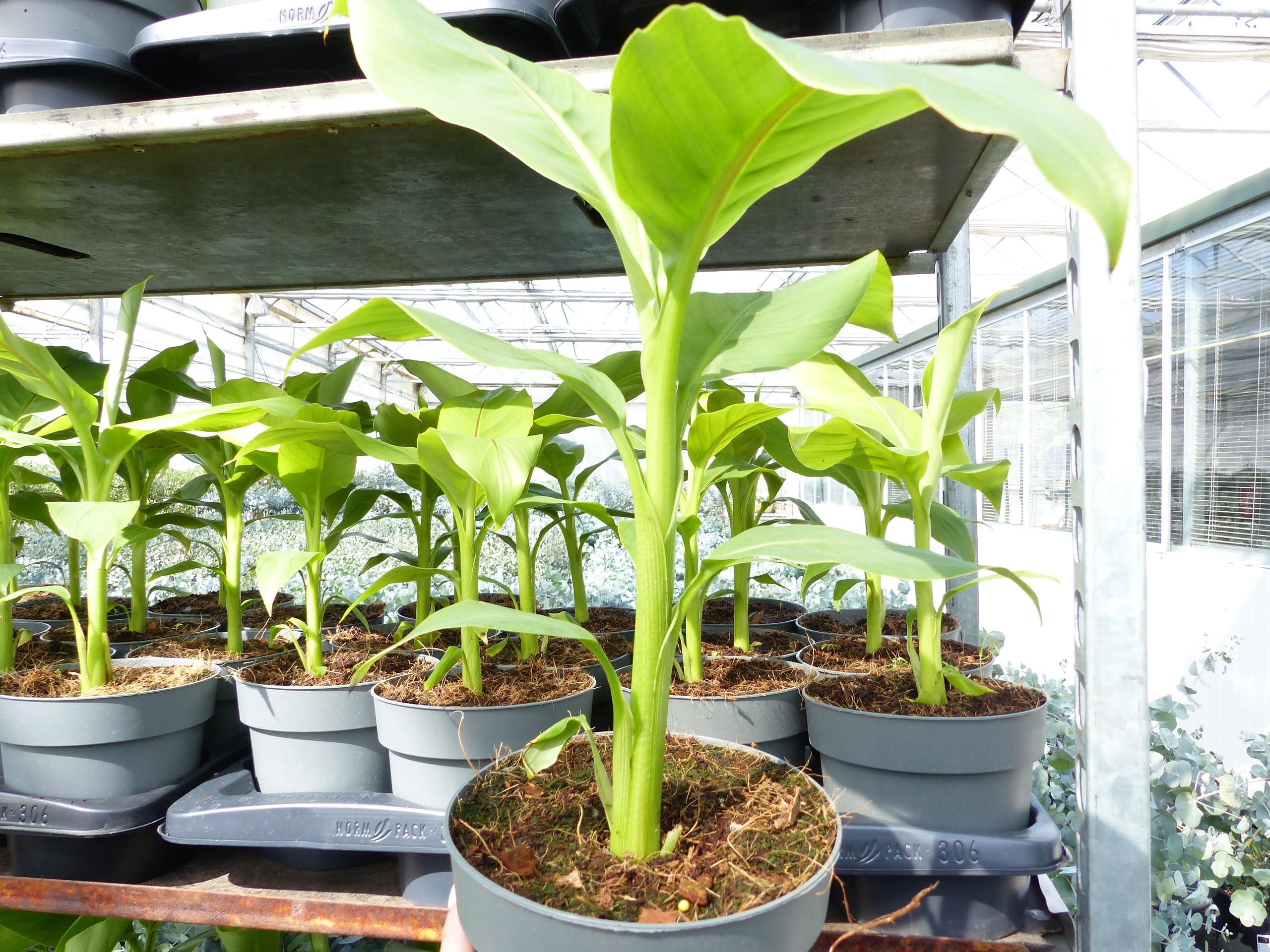 gruenwaren jakubik Musa Basjoo - Bananenstaude Pflanzenmaße: 60-80 cm hoch (inkl. Topf)