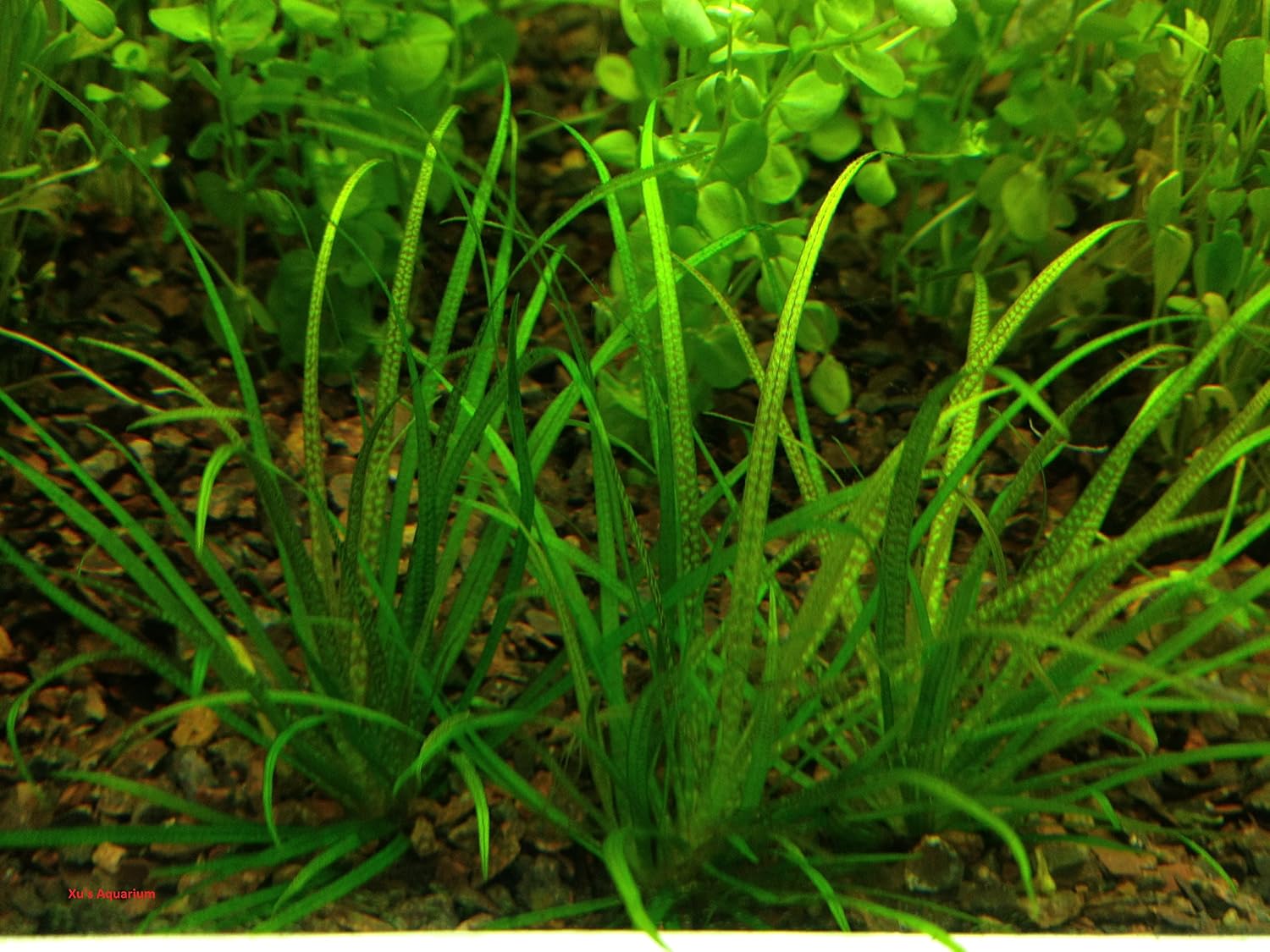 G’z 6 Blyxa Japonica, Live Aquarium/Aquatic/Foreground/Stem Plant, Aquascaping,Planted Tank