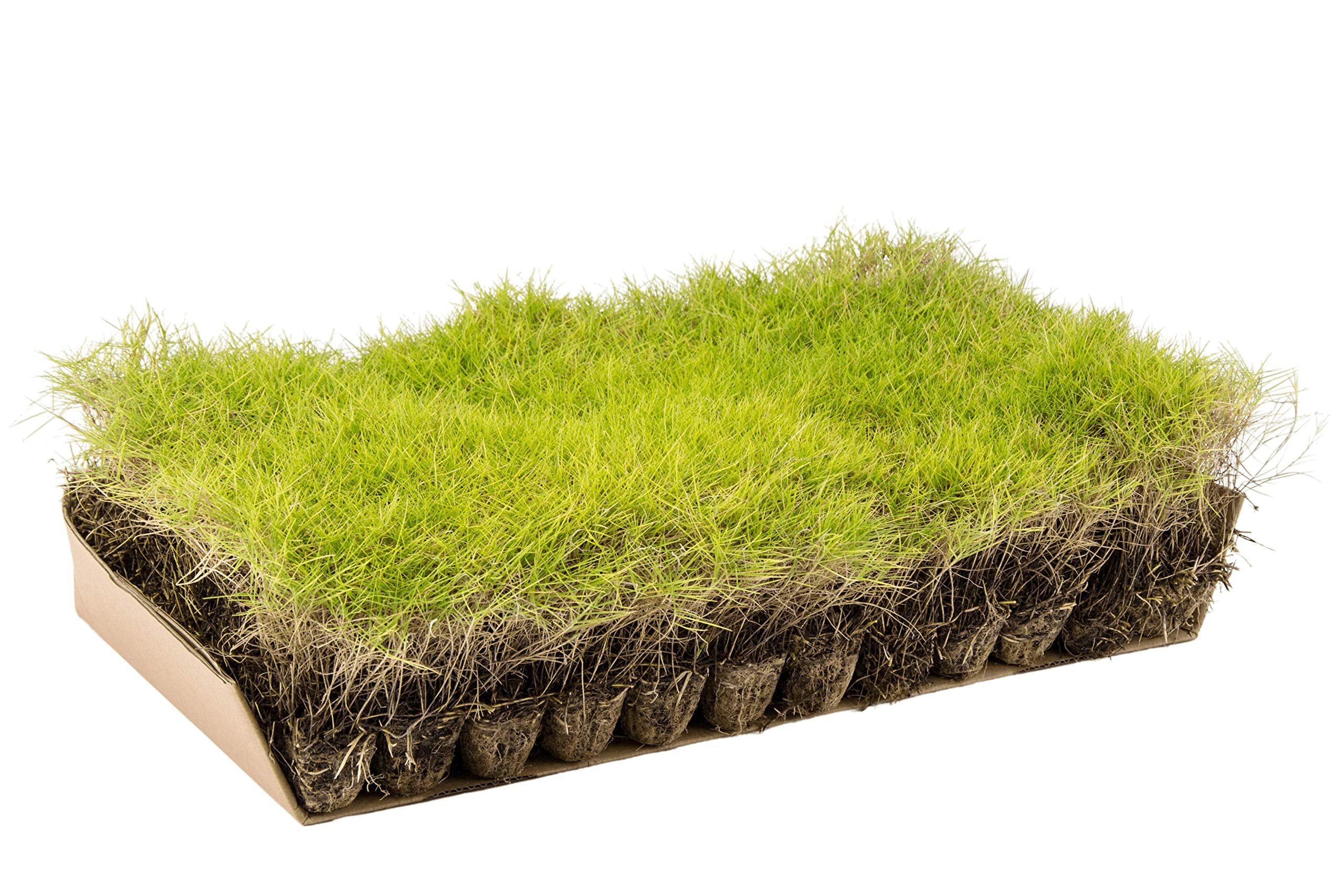 Gazon de Zoysia ténuifolia ( x 4,5 m² de surface)