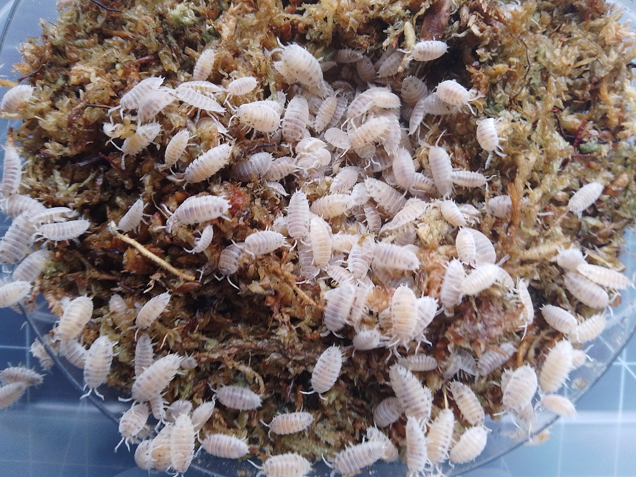 Live Porcellio L. Dairy Cow Isopods โ Dairy Cow Woodlice for Bioactive Terrariums or Clean-Up Crews - Small (200)