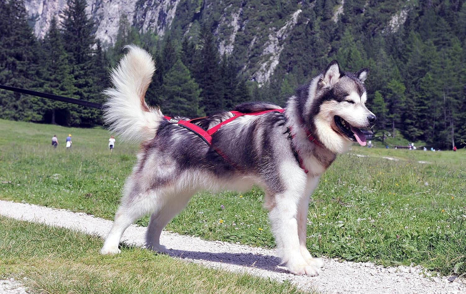 Neewa Pro Sled Dog Harness (Orange, Large (Neck 18 Chest 32 Back 21))