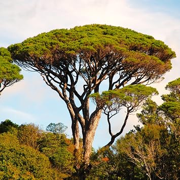 TomorrowSeeds - Stone Pine Tree Seeds - 30+ Count - for 2026 Planting Pinus Pinea Umbrella Pines Mediterranean Canopy Edible Pine Nuts Evergreen Perennial Trees Pesto Grow Your Own Home Farm Patio
