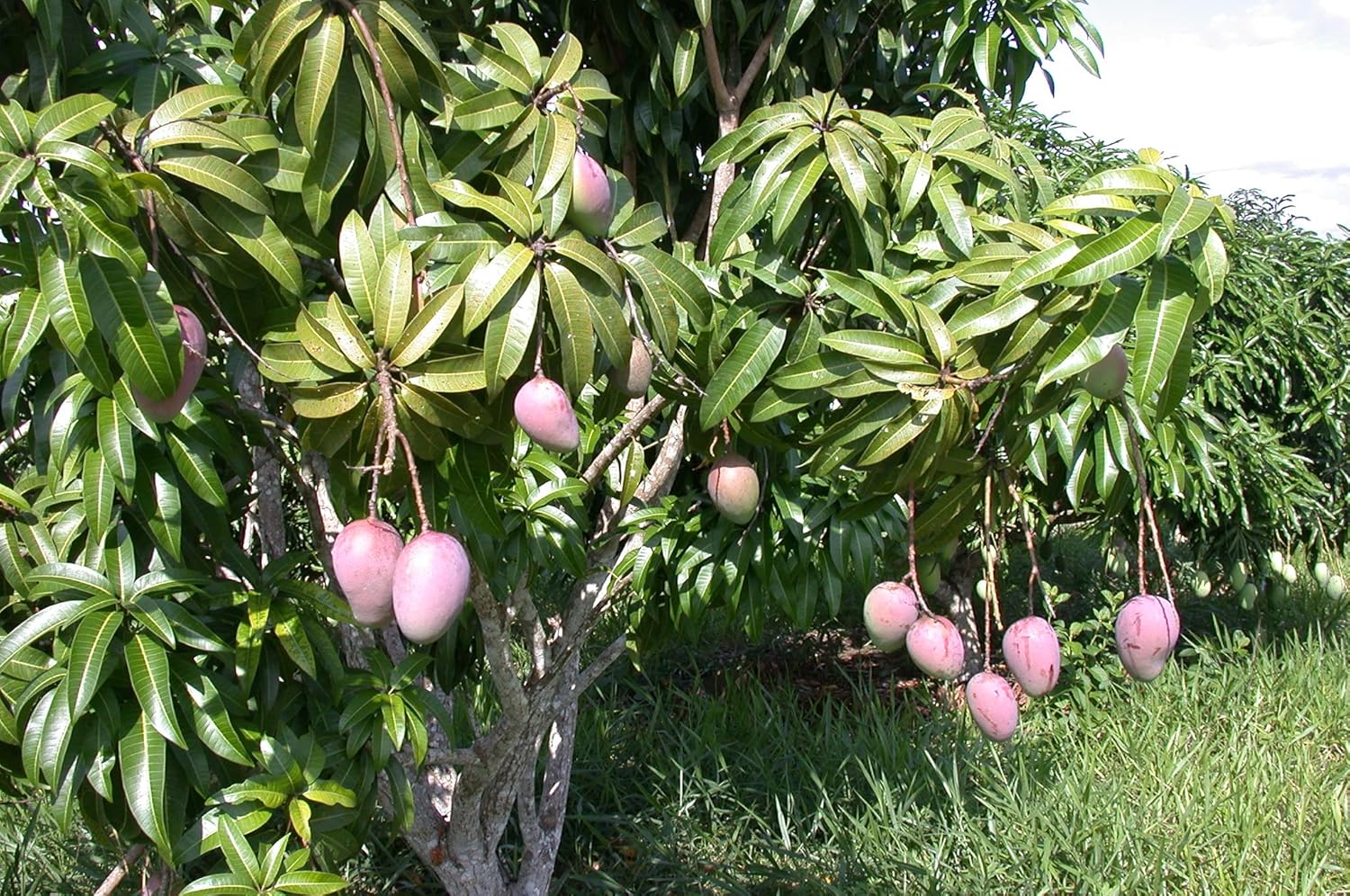 Mango Tree Live Fruit Tree in a 3 Gallon Pot Mangifera