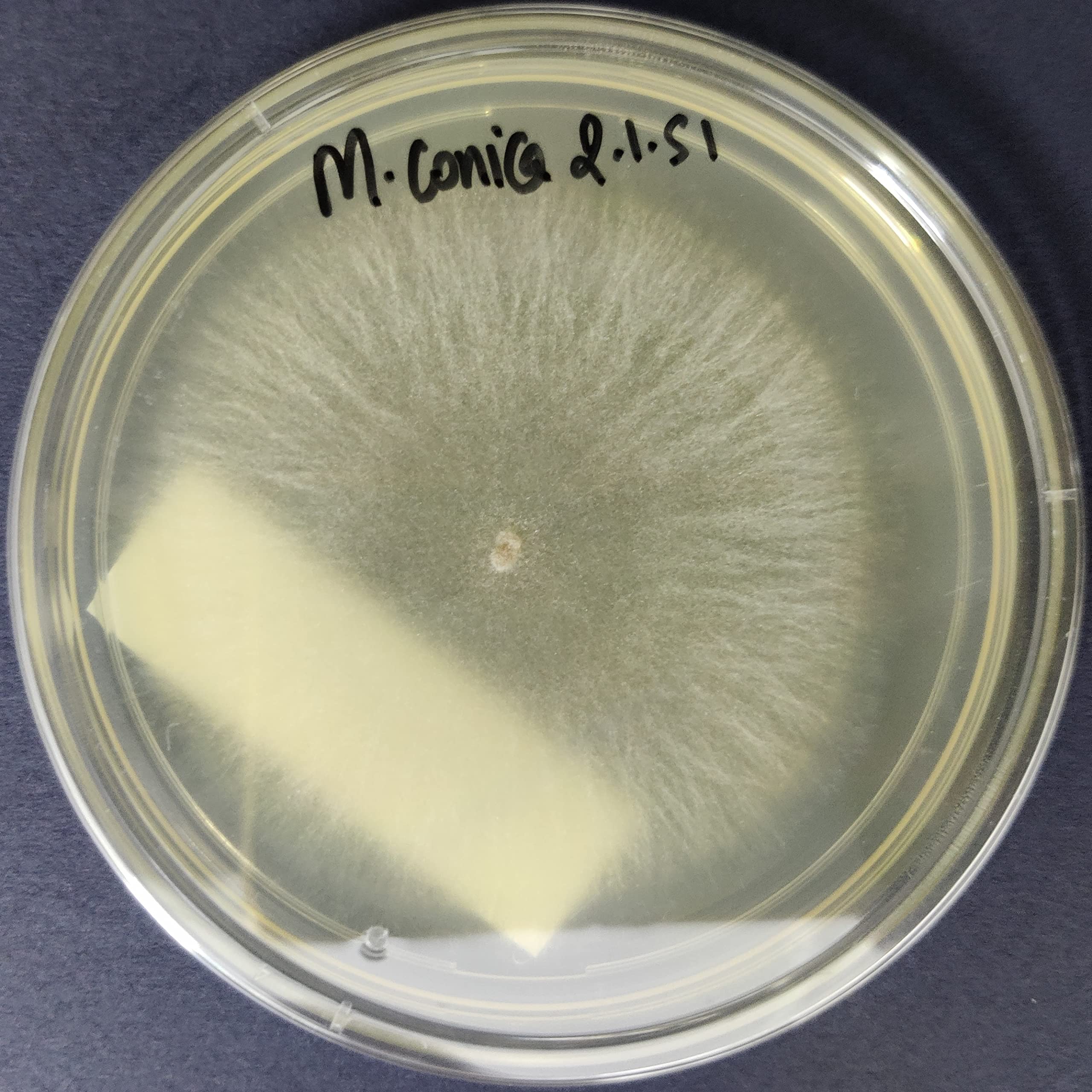 Morchella conica (Morel Mushroom) culture