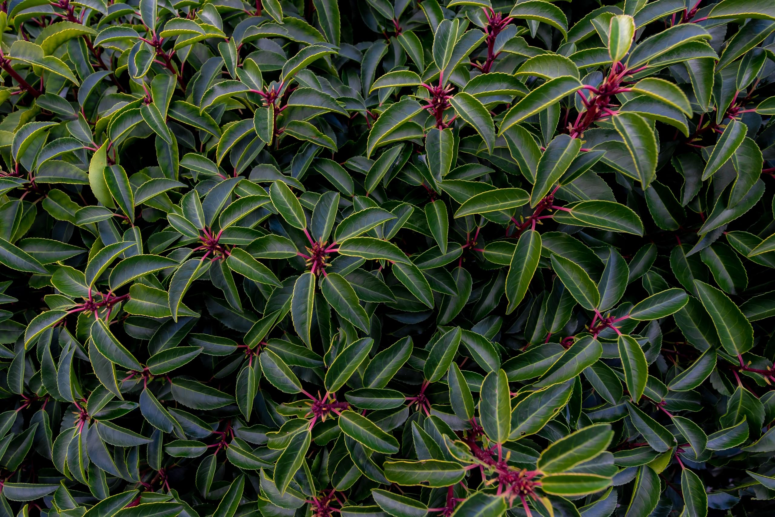 Stauden Gänge 10 x Prunus lusitanica Portugiesischer Kirschlorbeer