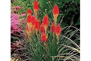 25 Dwarf Red Hot Poker Seeds: Striking and Vibrant Garden Blooms