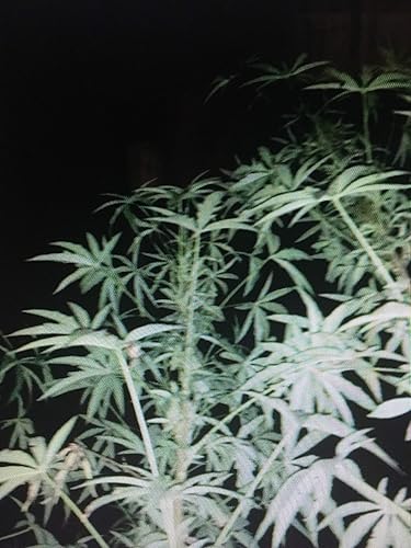 Miniatura 5 de 1240-False Kenaf Hibiscus (Malvaceae cannabinusL) Semillas de Robsrareandgiantseeds UPC0764425789239 Sin OMG, orgánico, cultivador estadounidense,