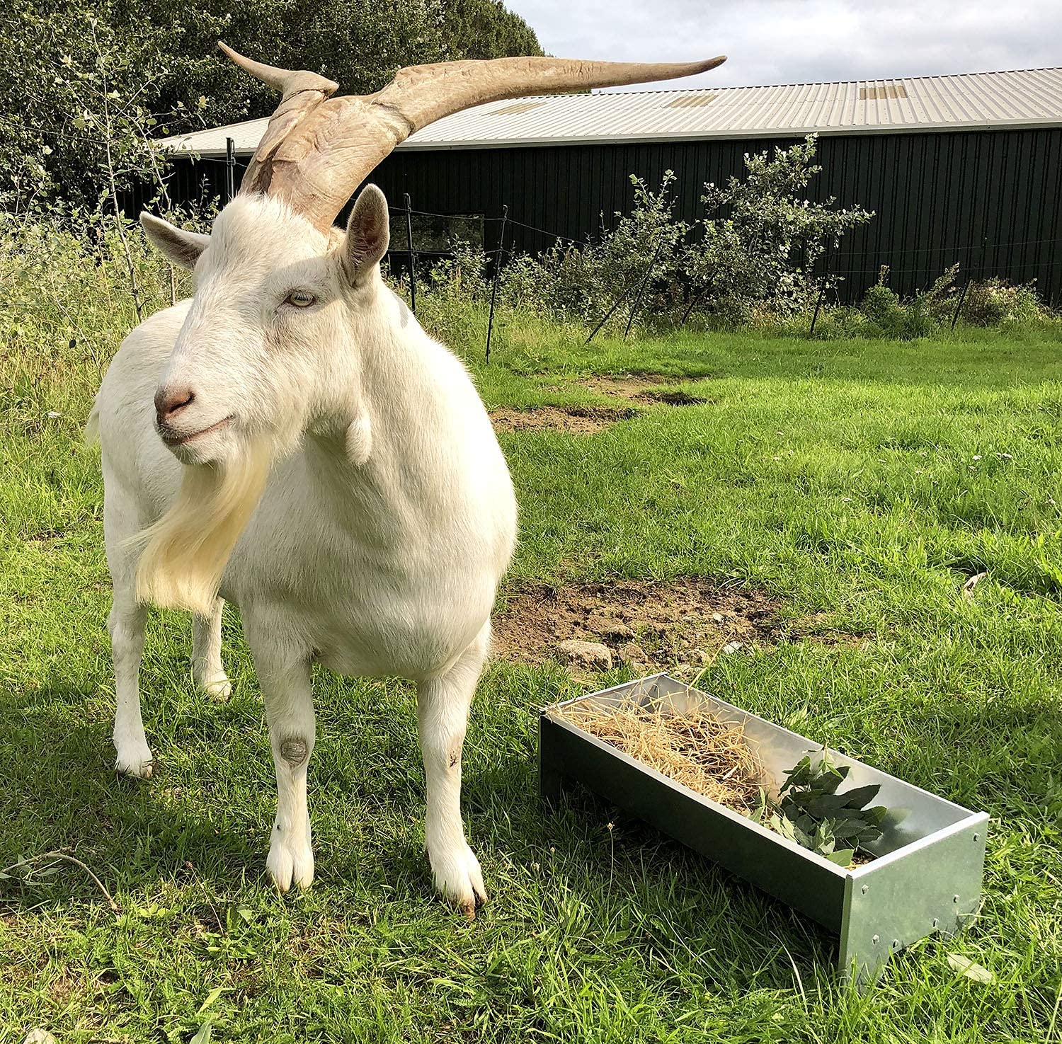 Buy Jake's Far Yard Galvanised Feeding Trough For Goats, Sheep And