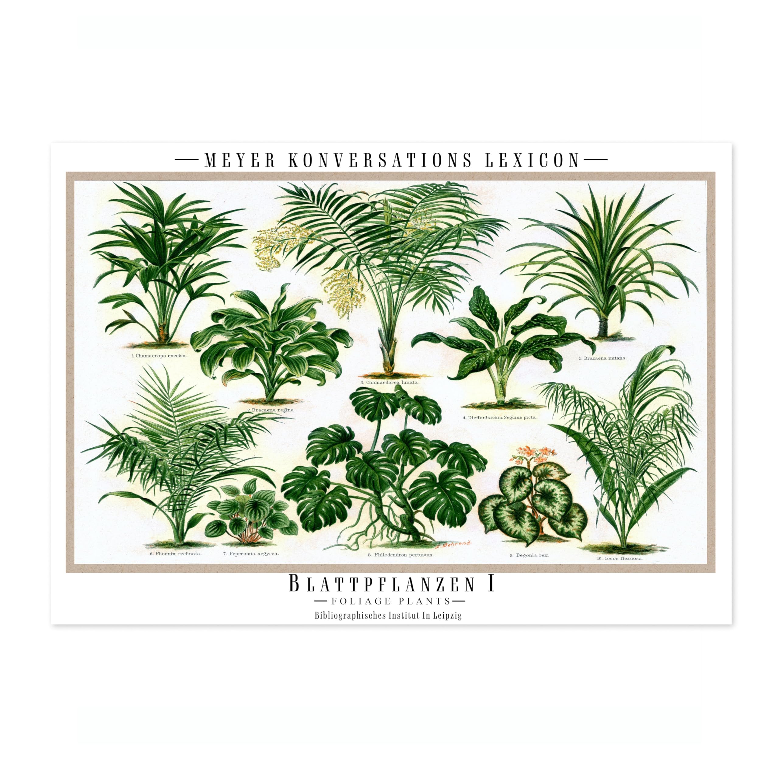 Blattpflanzen Poster, Vintage Botanical Art Prints, Retro Encyclopedia Illustration Wall Art Plants Botany Pictures, Bedroom Living Room Home Decor, 50x70cm (Print Only) - 50x70cm — image 1