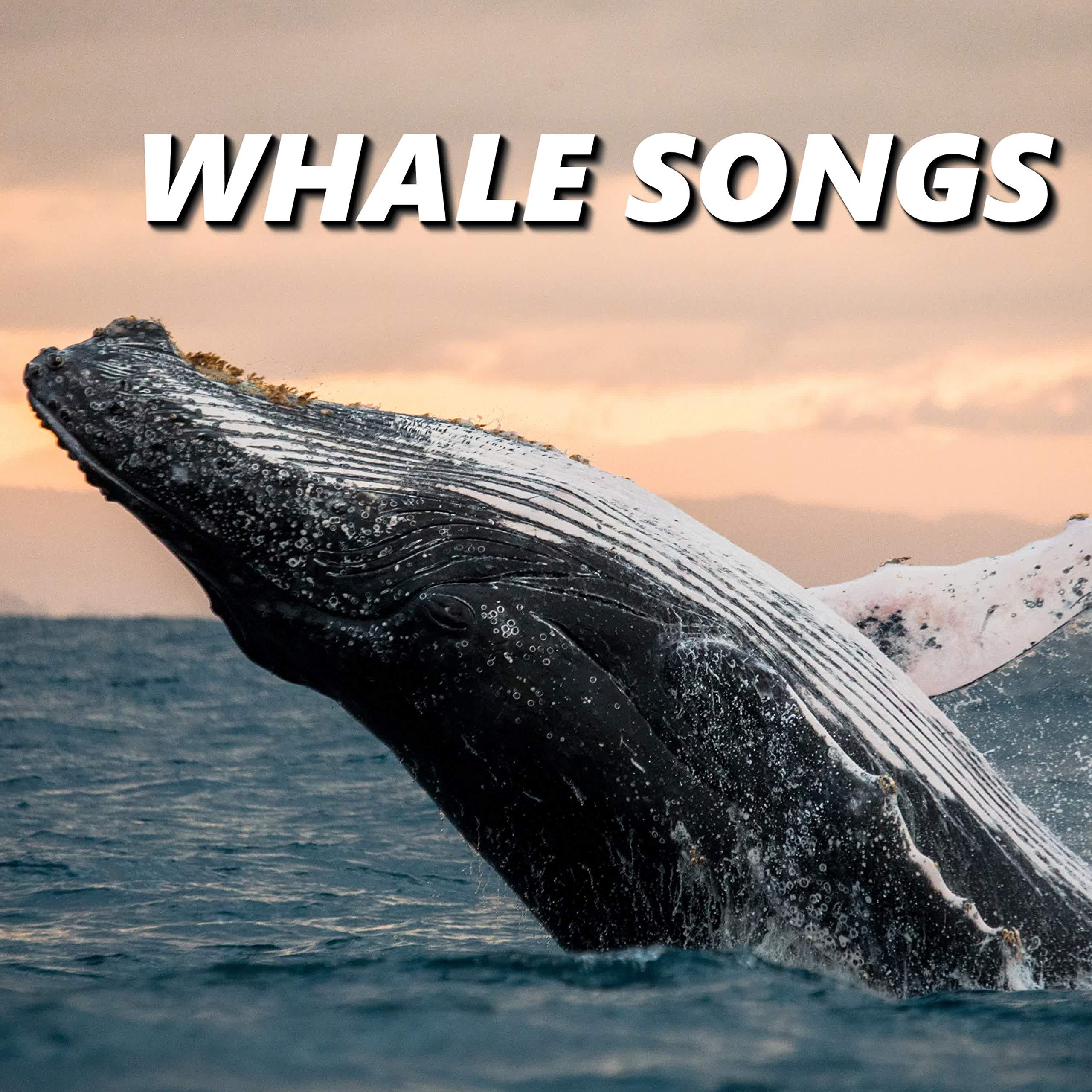 Sounds Of Whale Songs