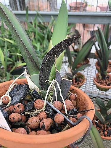 Miniatura 2 de Tezula Plants - Pinzas de rizoma para orquídeas en macetas de arcilla, acero galvanizado de 6.0 in (5)