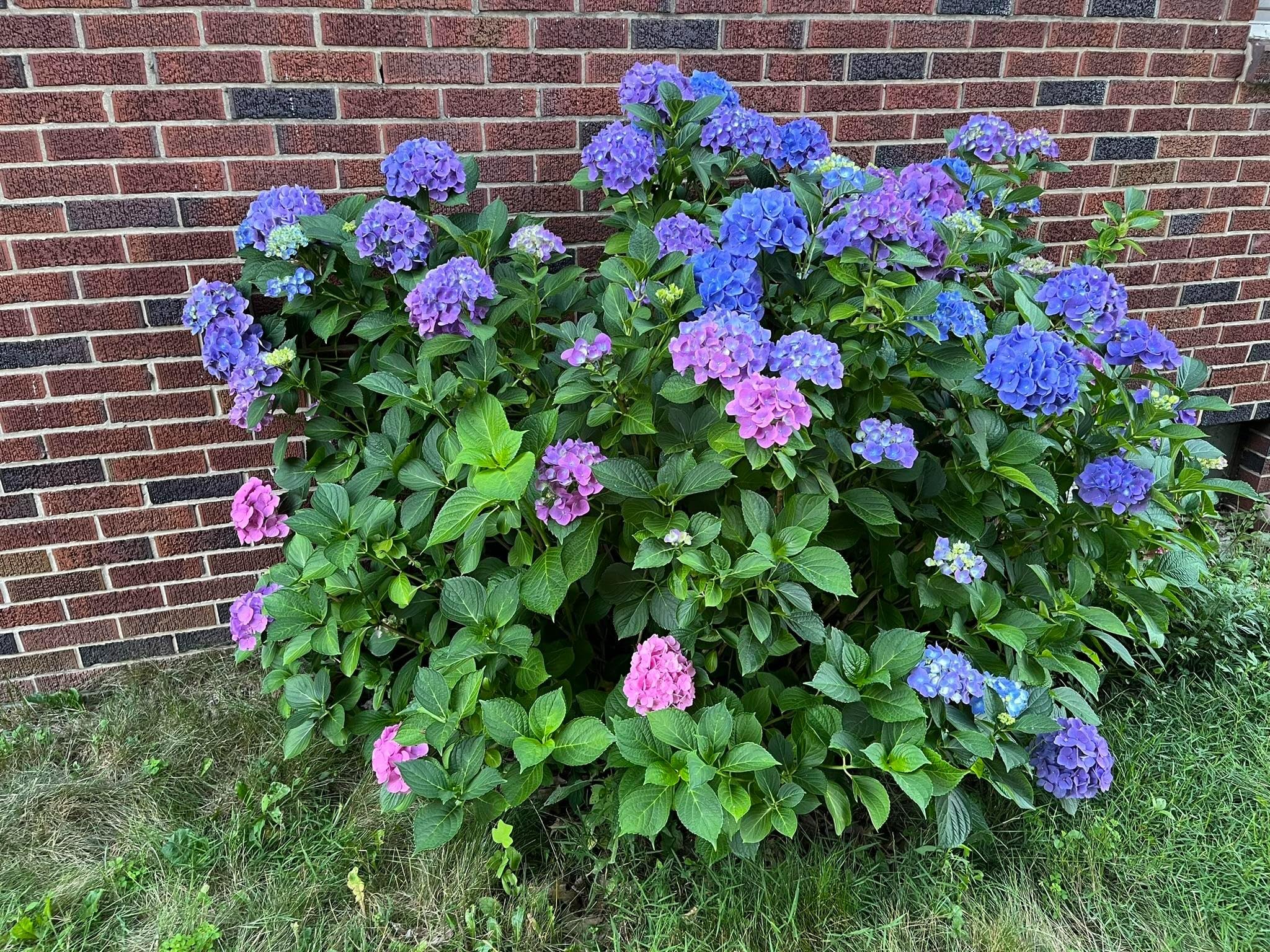 Hydrangea Multicolour Live Plant Tissue Culture Variety for