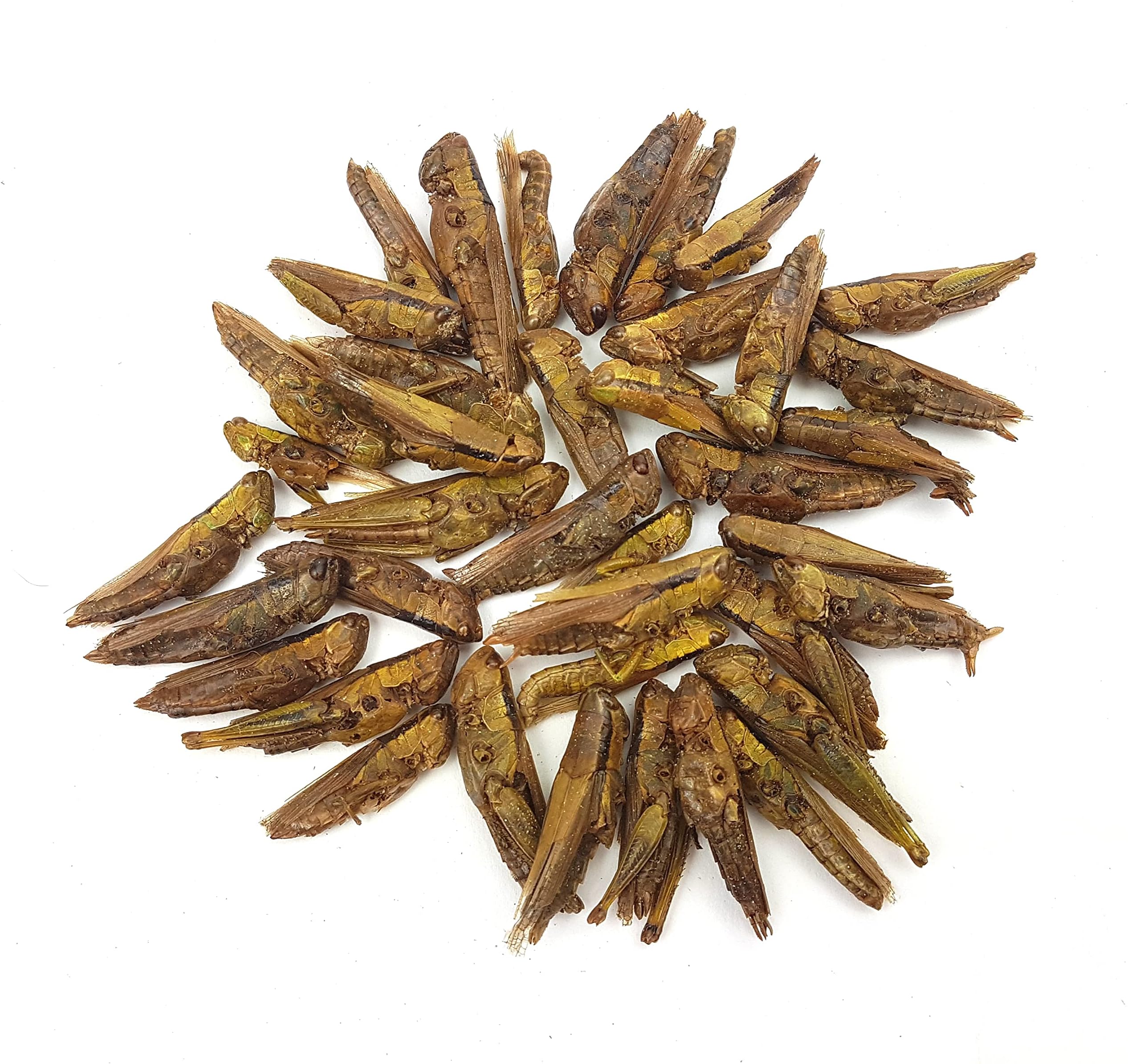 The Aqua Shack | Arowana Food Dried Natural Bugs Floating Silkworm Hoppers Crickets Anti Eye Drop (Natural Dried Grasshoppers, 1kg)