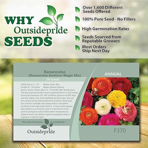 Miniatura 4 de Outsidepride 20 semillas anuales de ranúnculo persa ranúnculo mezcla de semillas de flores mágicas para plantar