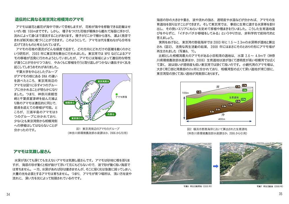 アマモ場の生きもの