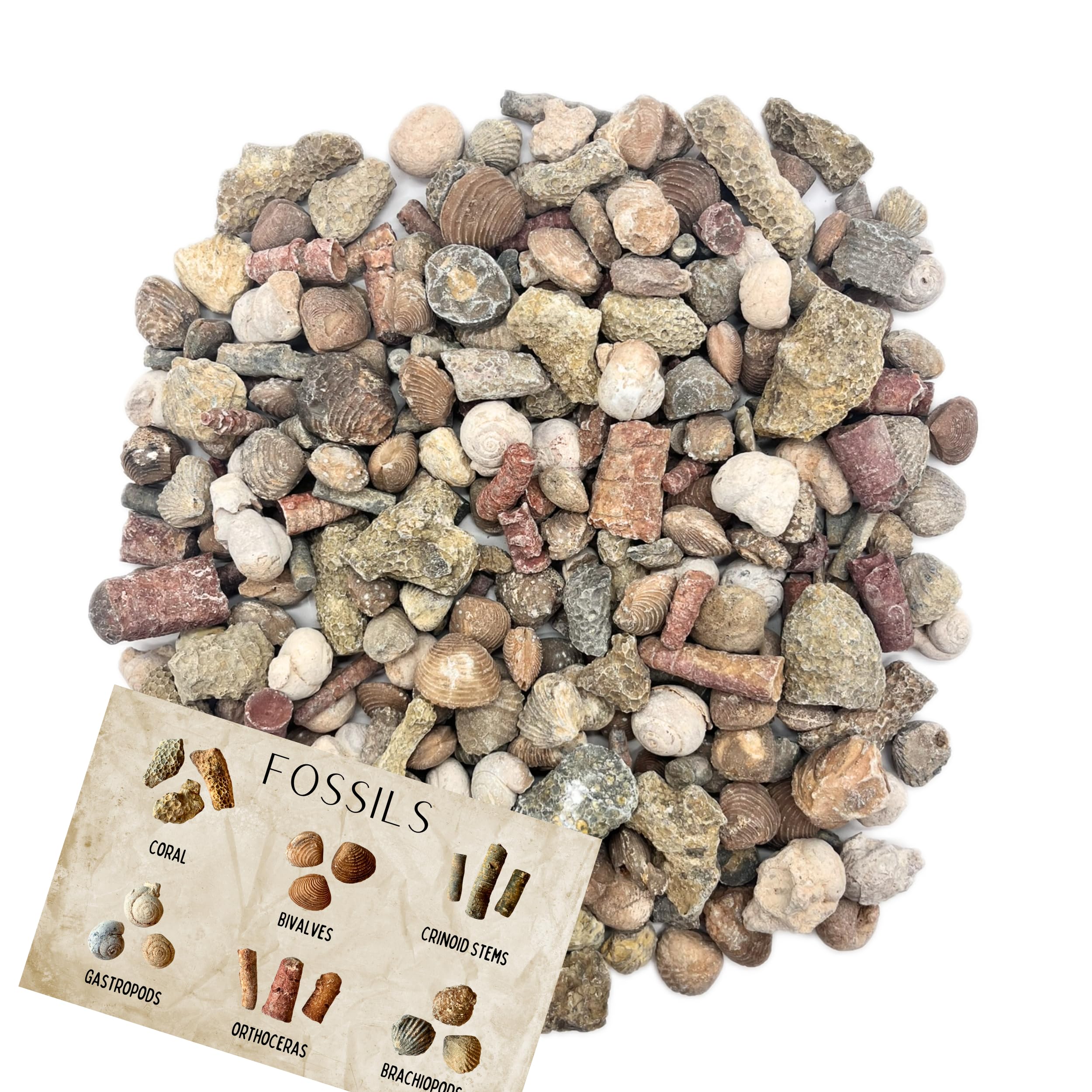 Fossil Mix | 3lb Bag of Genuine Fossils | Crinoids, Brachiopods, Orthoceras & More! Fossil Dig Dinosaur Party Favors