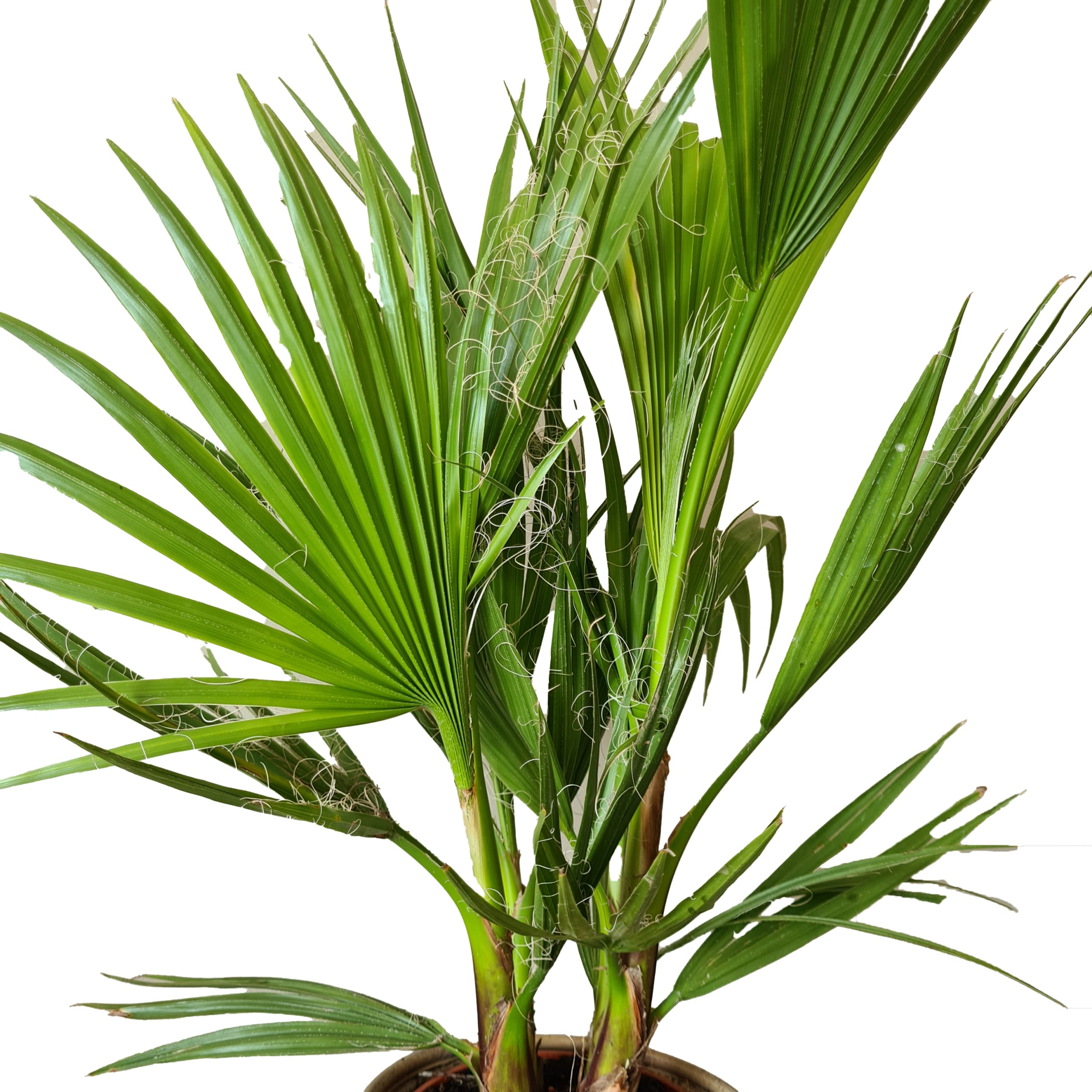Bloomique - Washingtonia Robusta - Mexikanische Fächerpalme - Palme - Winterharte Balkonpflanzen - Gartenpflanzen Winterhart - Höhe 80-100 cm - Topf 21 cm
