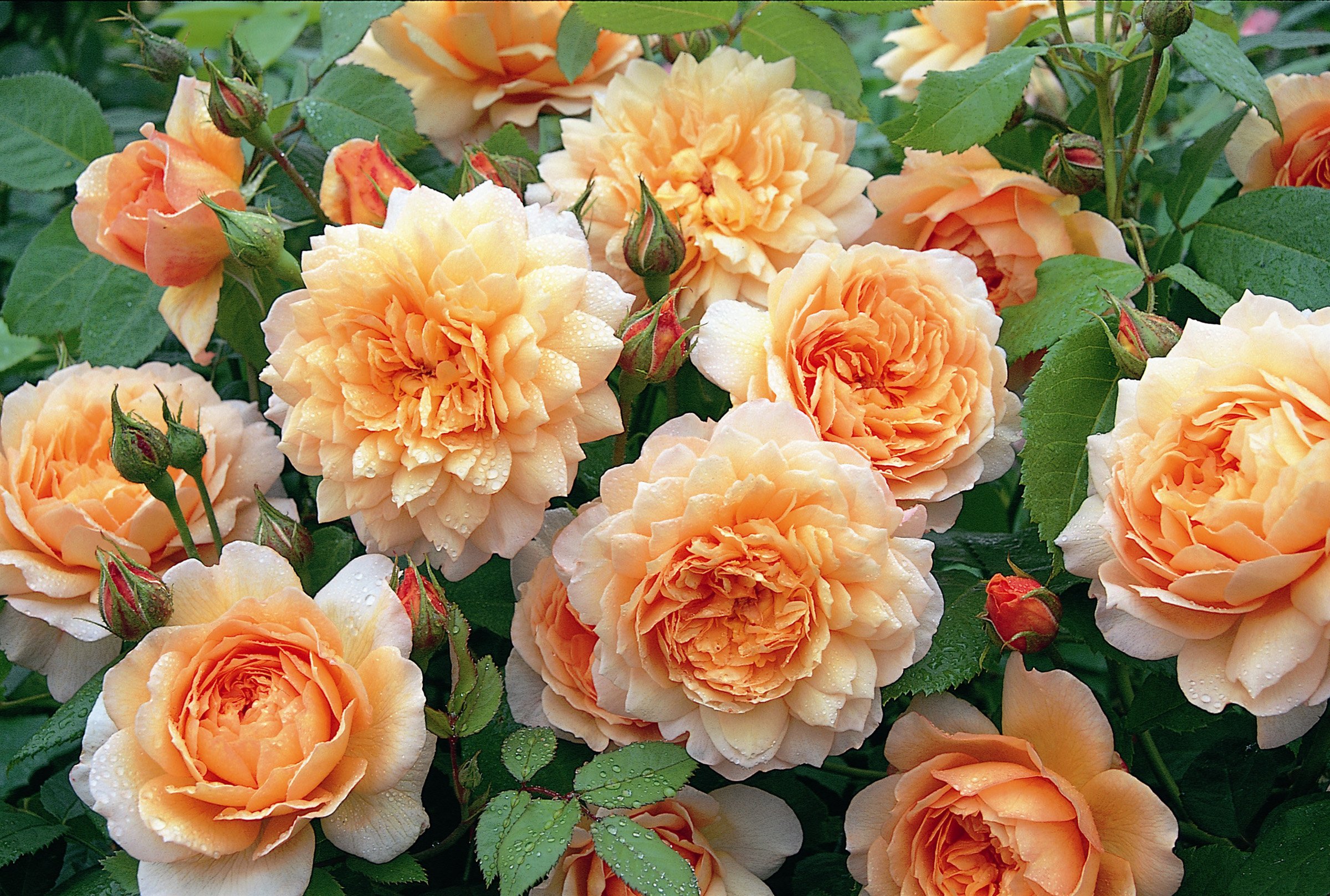 Grace (auskeppy) Apricot Bare Root Rose- Leander Hybrid from David Austin Roses