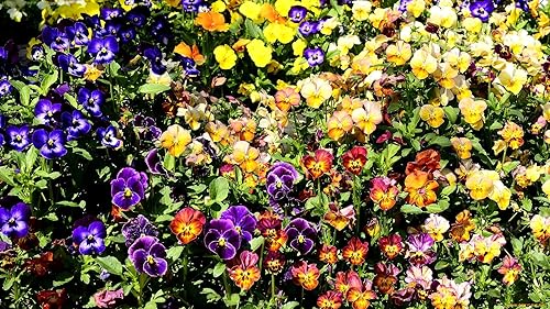 Miniatura 5 de Mezcla de semillas de bambú de viola multicolor, más de 50 semillas para plantar sin OMG