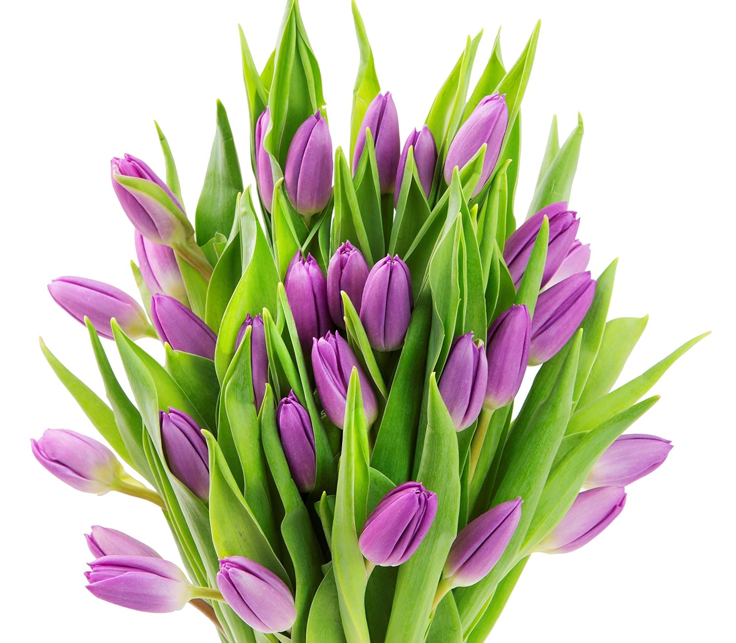 KaBloom PRIME NEXT DAY DELIVERY - WEDDING COLLECTION - 30 Purple Tulips I Gift for Birthday, Anniversary, Thank You, Mother’s Day Fresh Flowers.