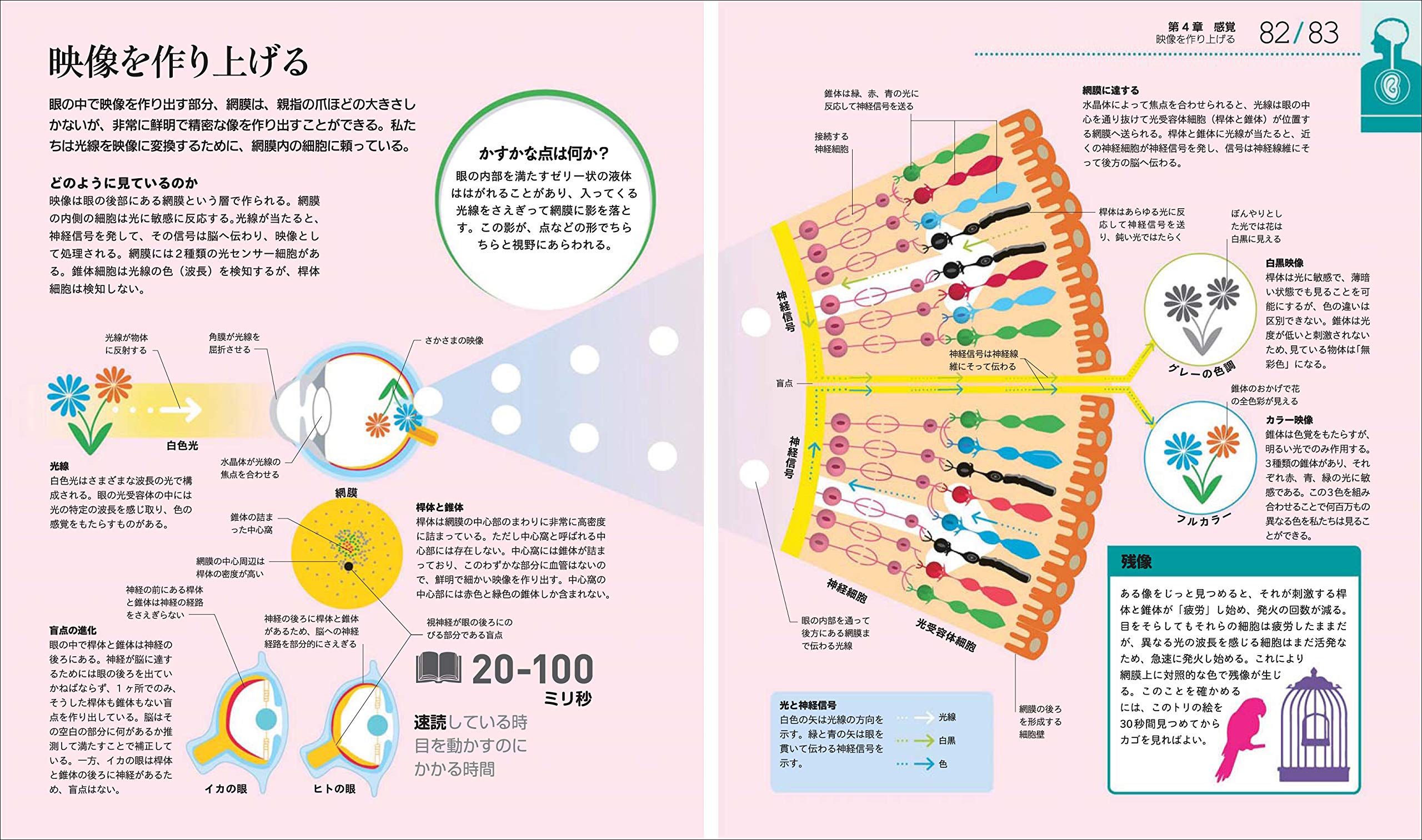 ひと目でわかる体のしくみとはたらき図鑑 イラスト授業シリーズ 大橋 順 桜井 亮太 千葉 喜久枝 本 通販 Amazon ひと目でわかる体のしくみとはたらき図鑑 イラスト授業シリーズ 大橋 順 桜井 亮太 千葉 喜久枝 本 通販 Amazon
