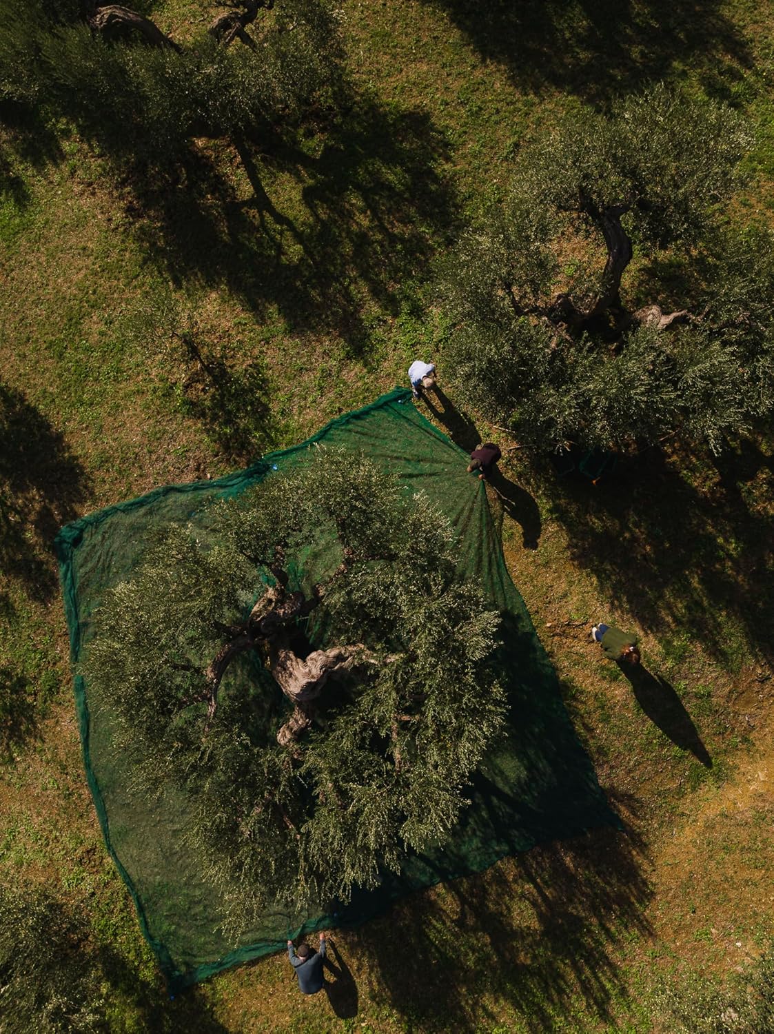 Rastrello Extra Virgin Olive Oil - 500ml, Organic, Cold-Pressed, Hand-Harvested - Leccino & Moraiolo Blend from Umbria, Italy - Image 7