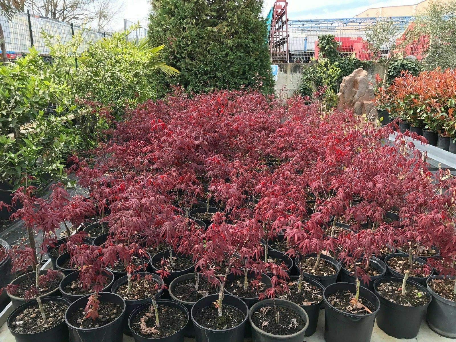 Acero rosso giapponese "Acero palmatum Fireglow" FG1 pianta in vaso ø26 h.150/200 cm Vivaio di Castelletto