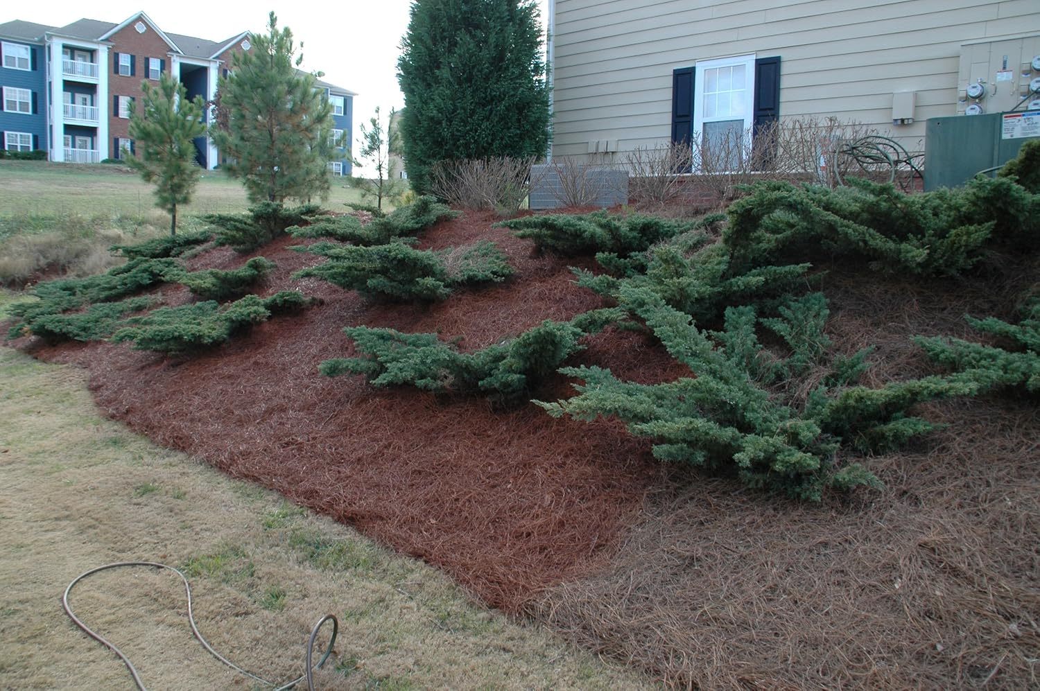 24,000 Sq Feet Georgia Pine Straw Color Concentrate