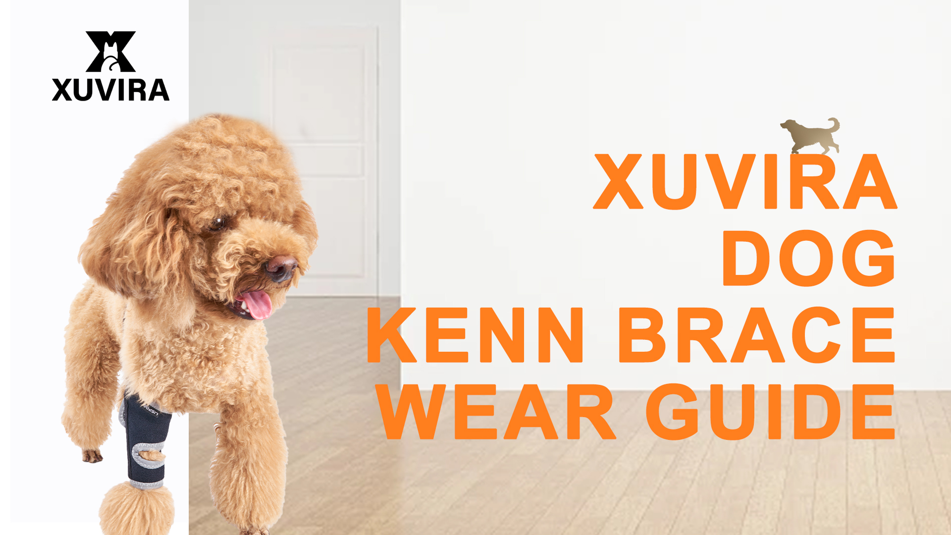 Amazon.com : Xuvira Dog Knee Brace for Acl Injury Recovery