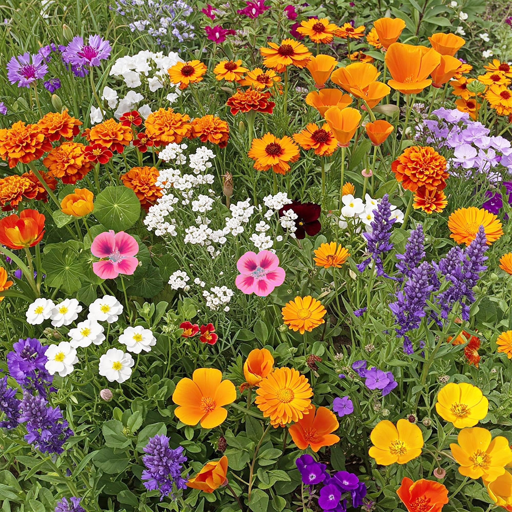 Ferry-Morse Low-Growing Wildflower Mix
