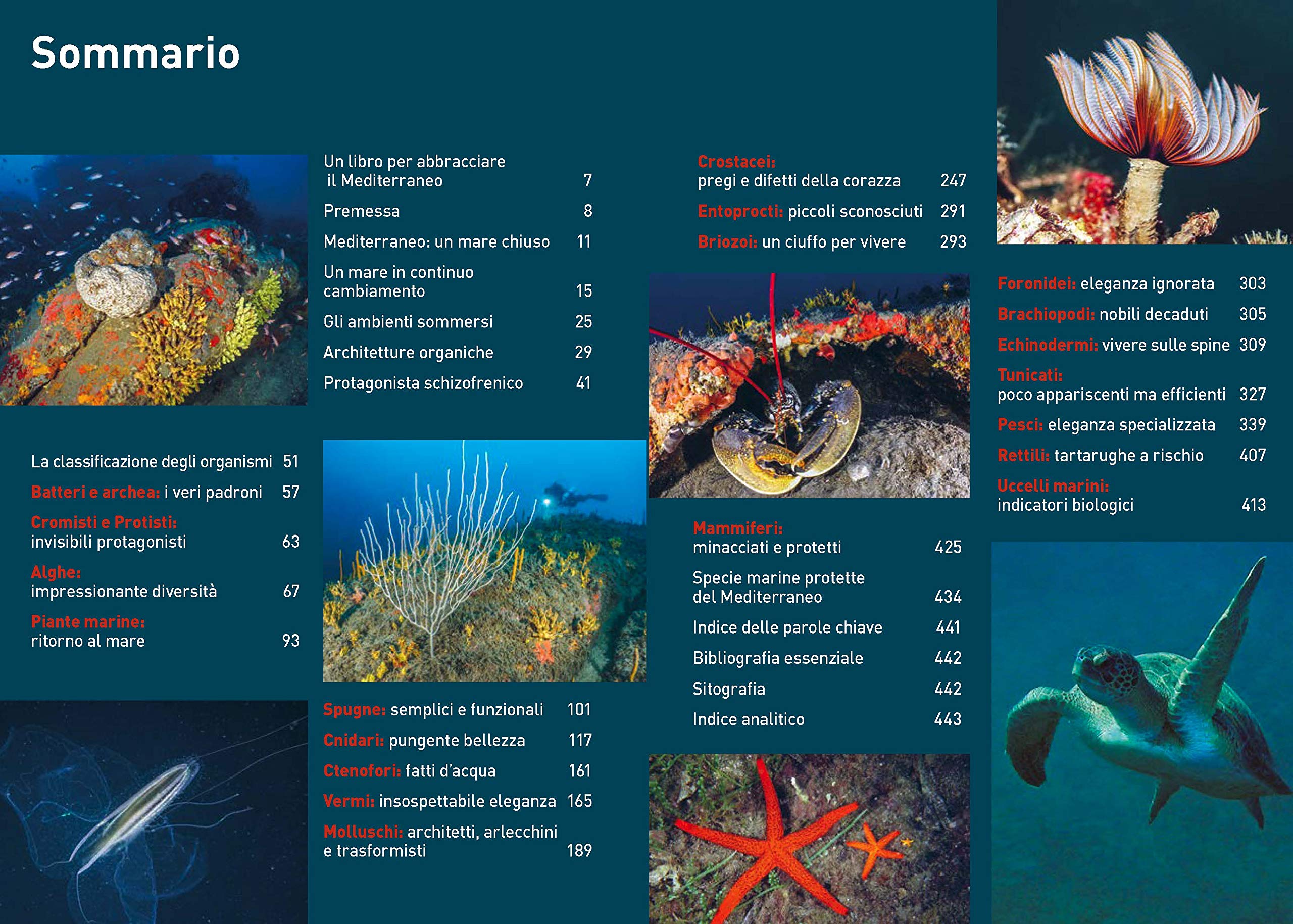 Atlante di flora e fauna del Mediterraneo. Guida alla biodiversità degli ambienti marini. Ediz. a colori