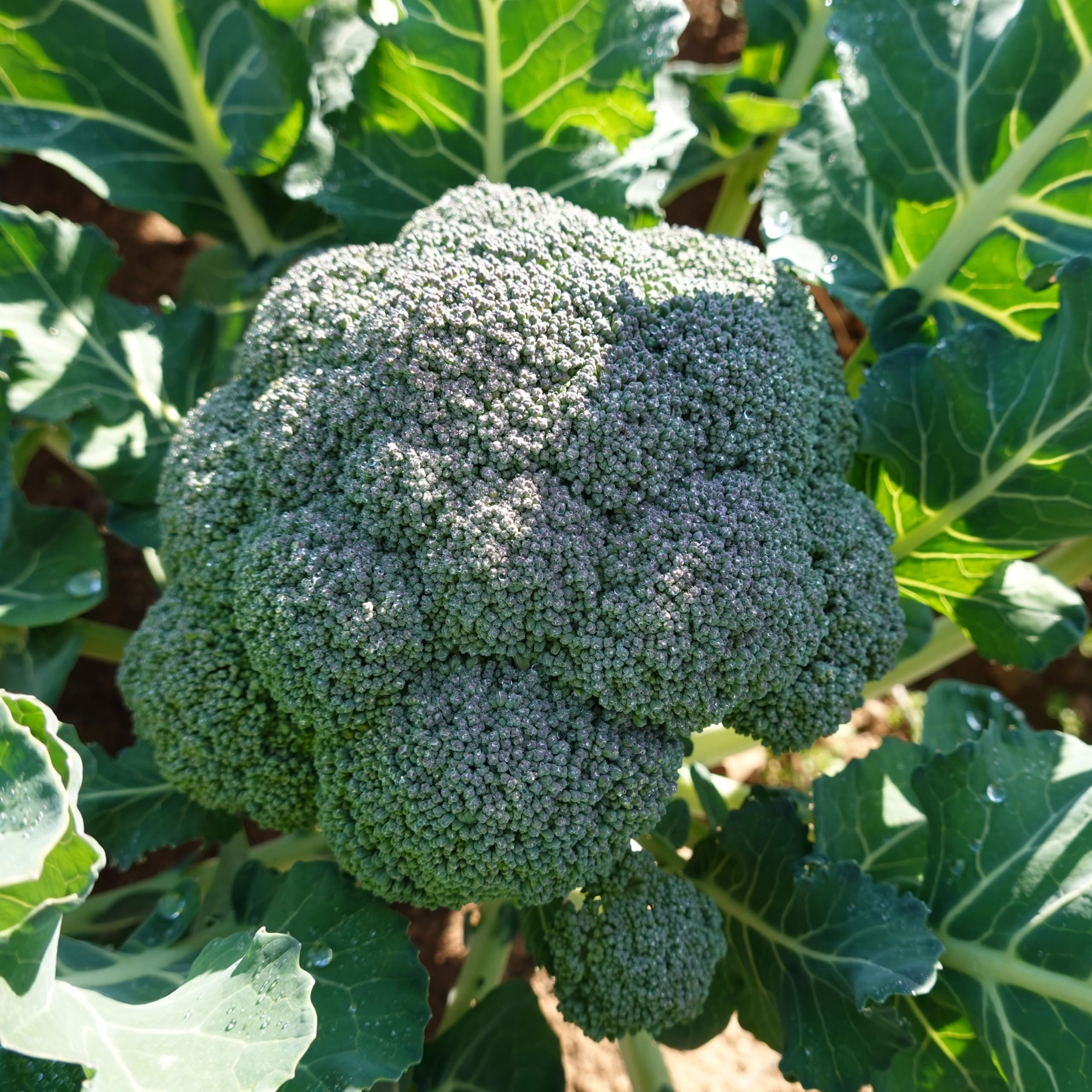 Broccoli Seeds, Calabrese, Vegetable Seeds, 100% Non-GMO